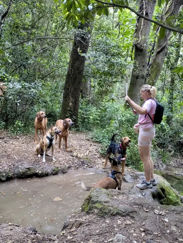 Pauline et une petite meute de cinq chiens au bord d’un ruisseau en forêt